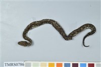 藏品(菊池氏龜殼花)的圖片